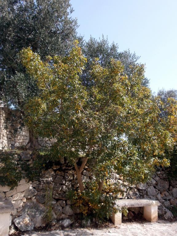 Trullo Villa Giuliana Con Giardino Posizione Panoramica Free Wifi 오스투니 객실 사진